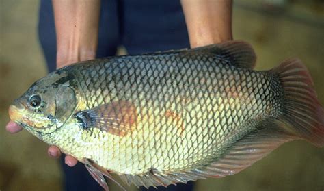 紅招財魚|大絲足鱸